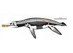 Выставка одного экспоната «Новый плиозавр Makhaira rossica» откроется в Краеведческом музее
