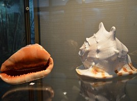 Камерная выставка раковин брюхоногих моллюсков представлена в Краеведческом музее